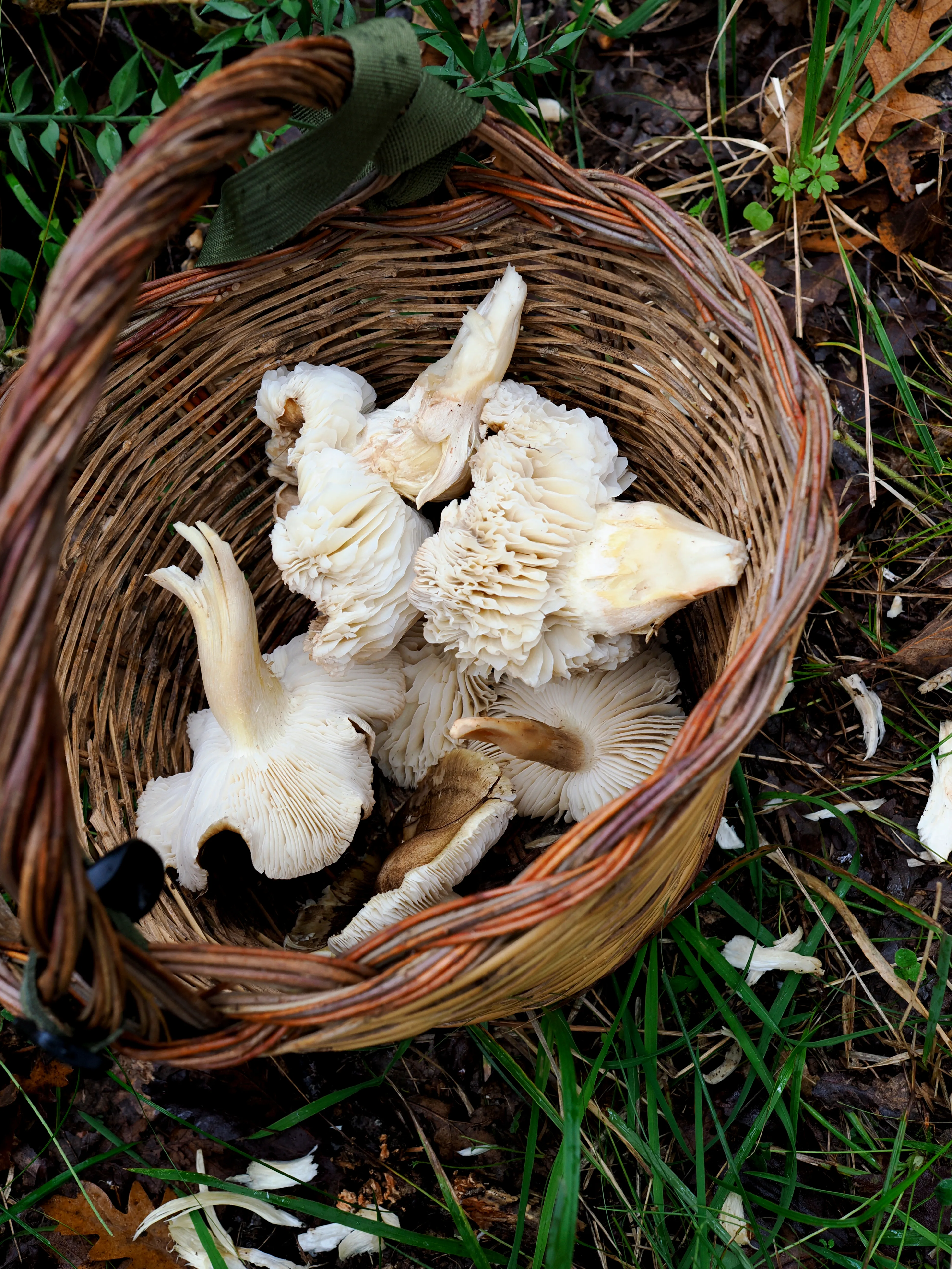 Nel bosco di cerri. La natura che insegna e cresce
