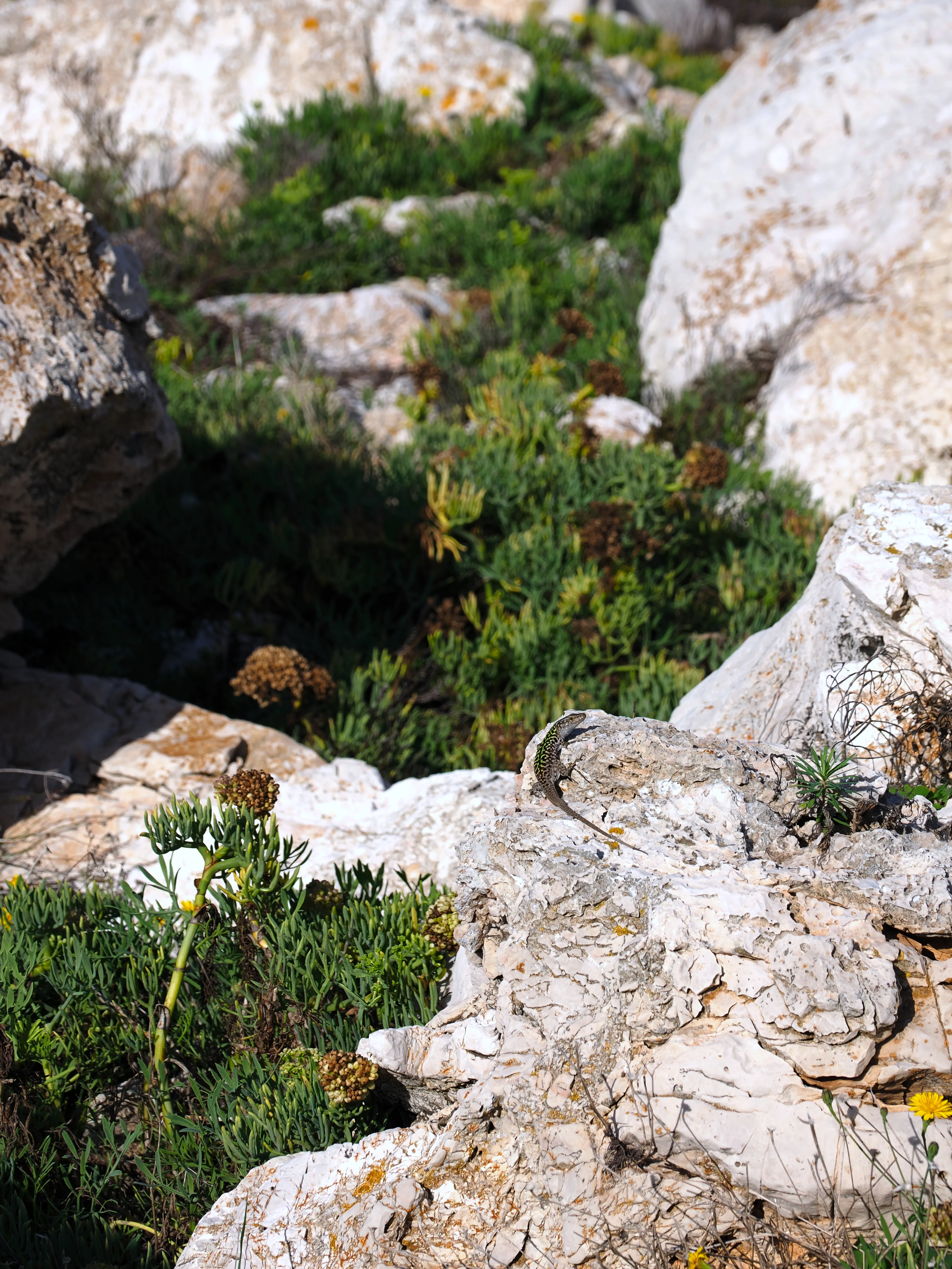 Sguardo a Levanzo. Fotografia del sentire