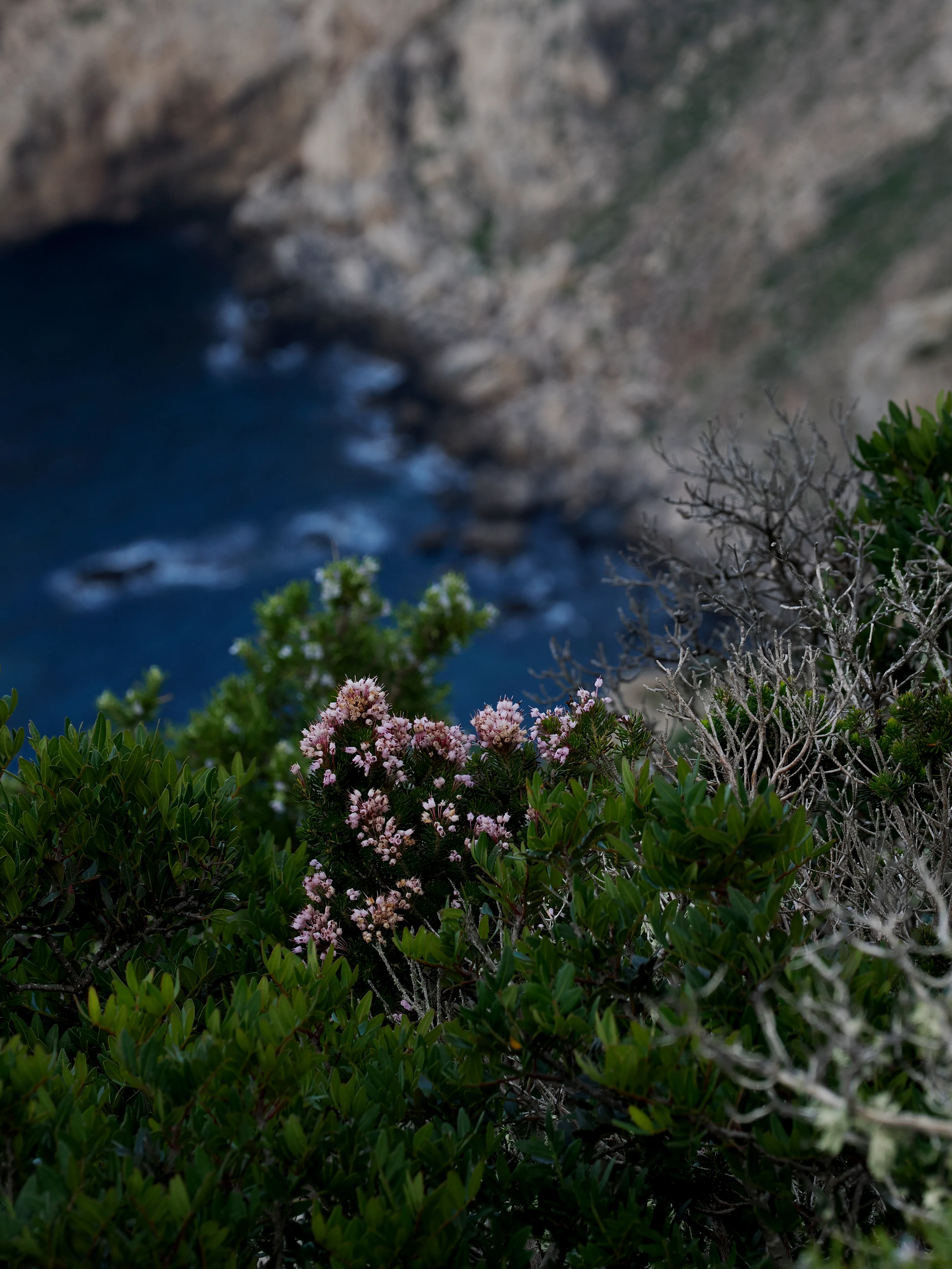 Respiro fiorito dell'autunno a Marettimo. Fotografia del sentire