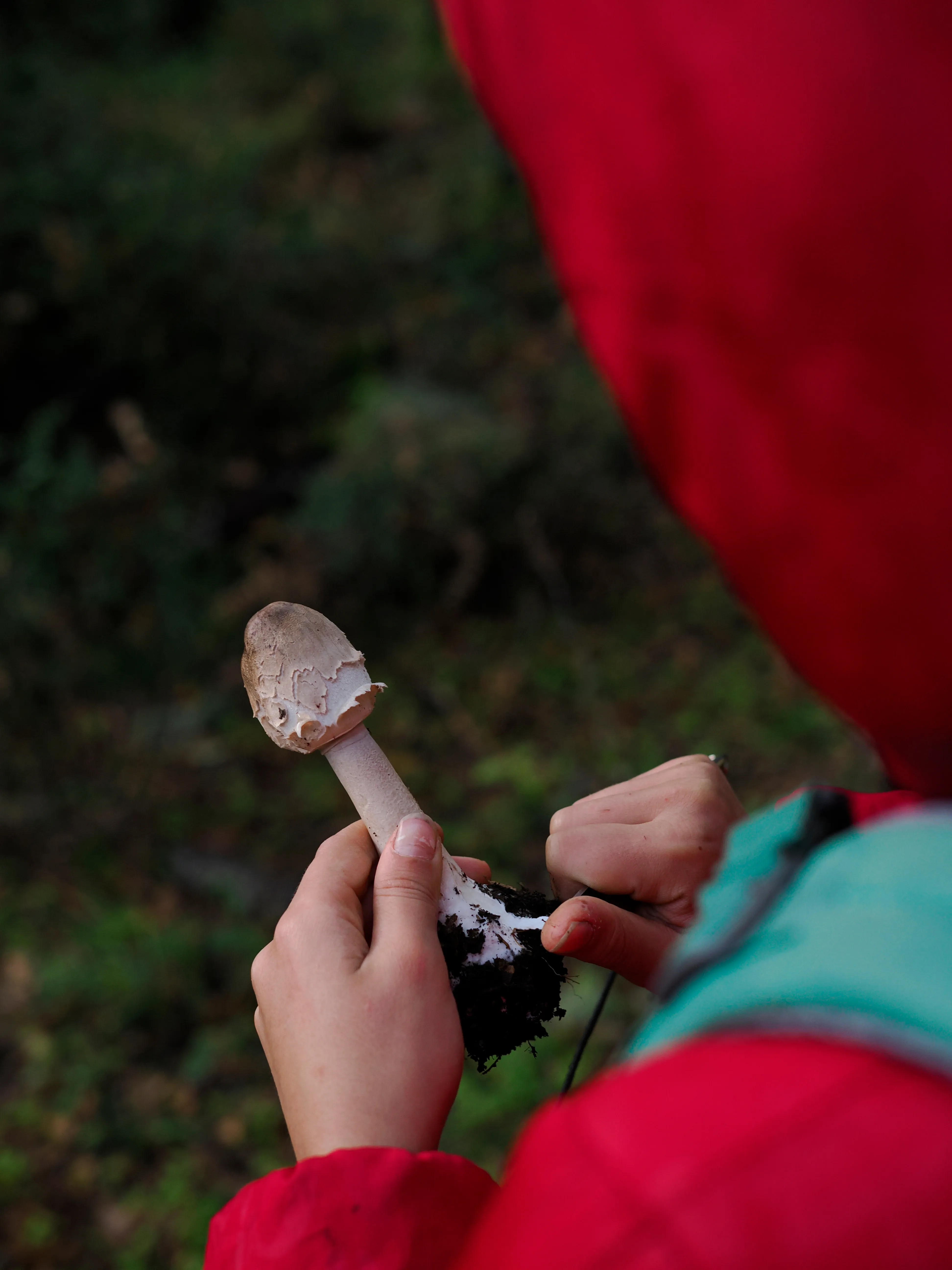 Nel bosco di cerri. La natura che insegna e cresce