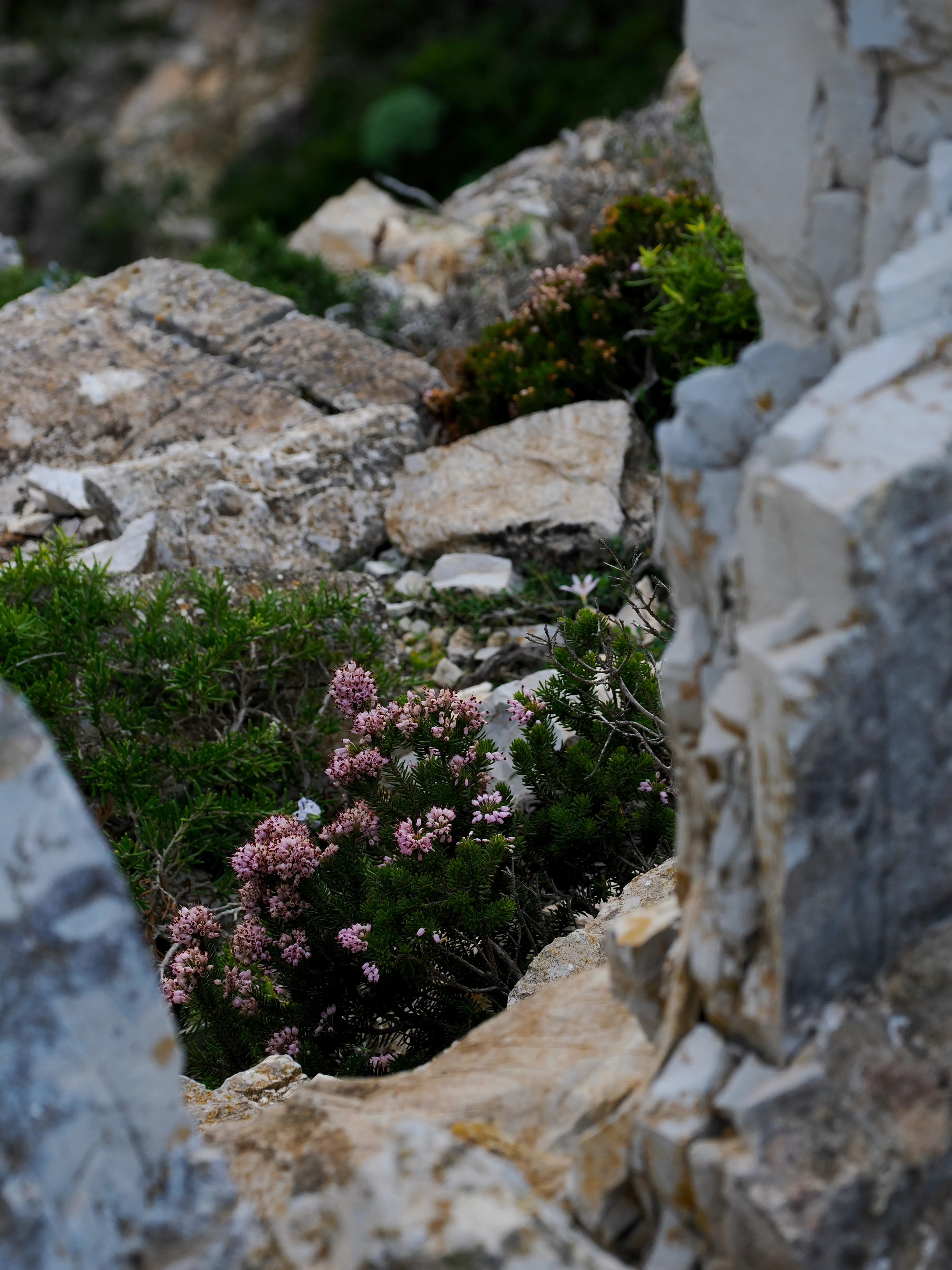 Respiro fiorito dell'autunno a Marettimo. Fotografia del sentire