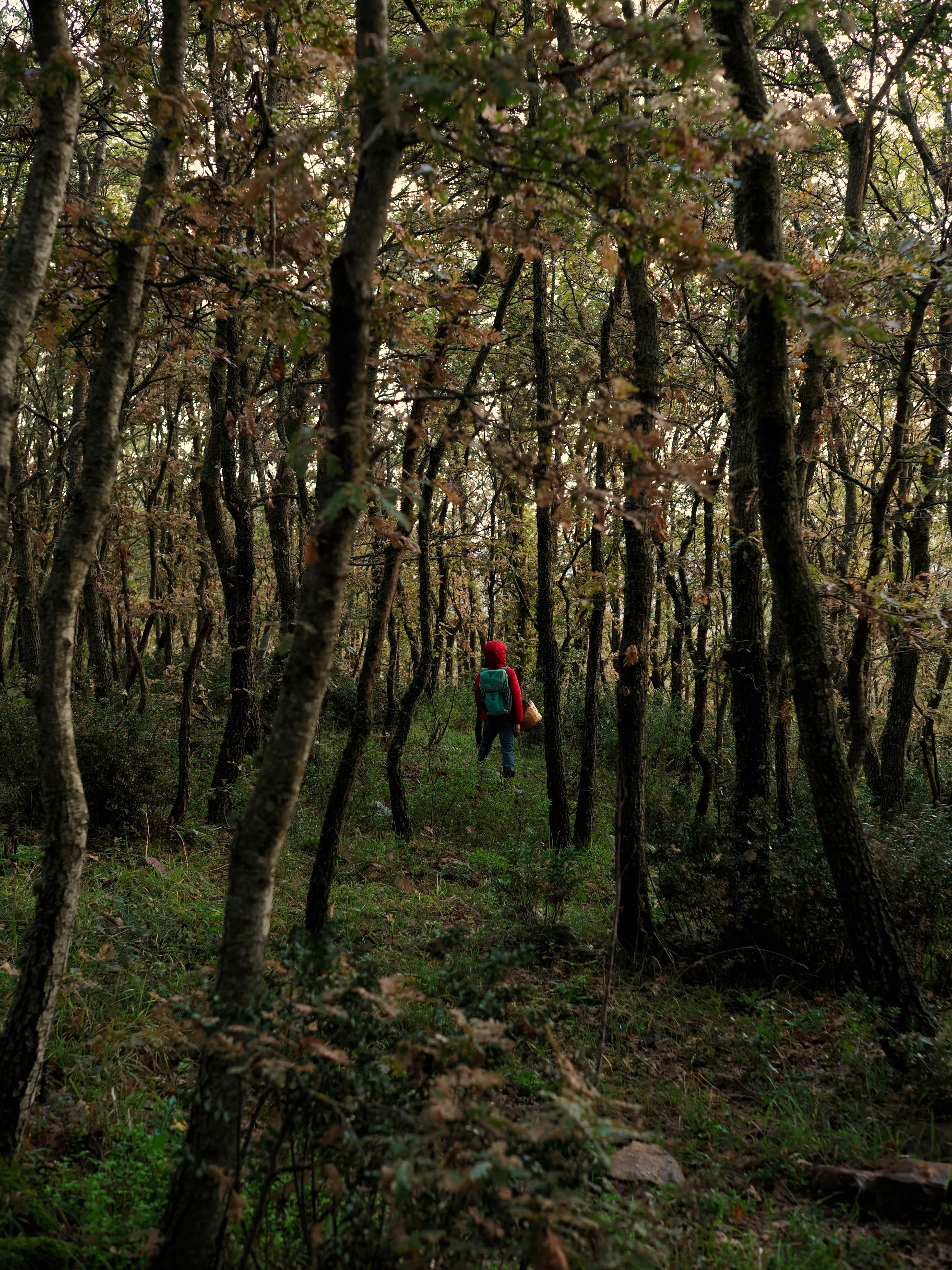 Nel bosco di cerri. La natura che insegna e cresce
