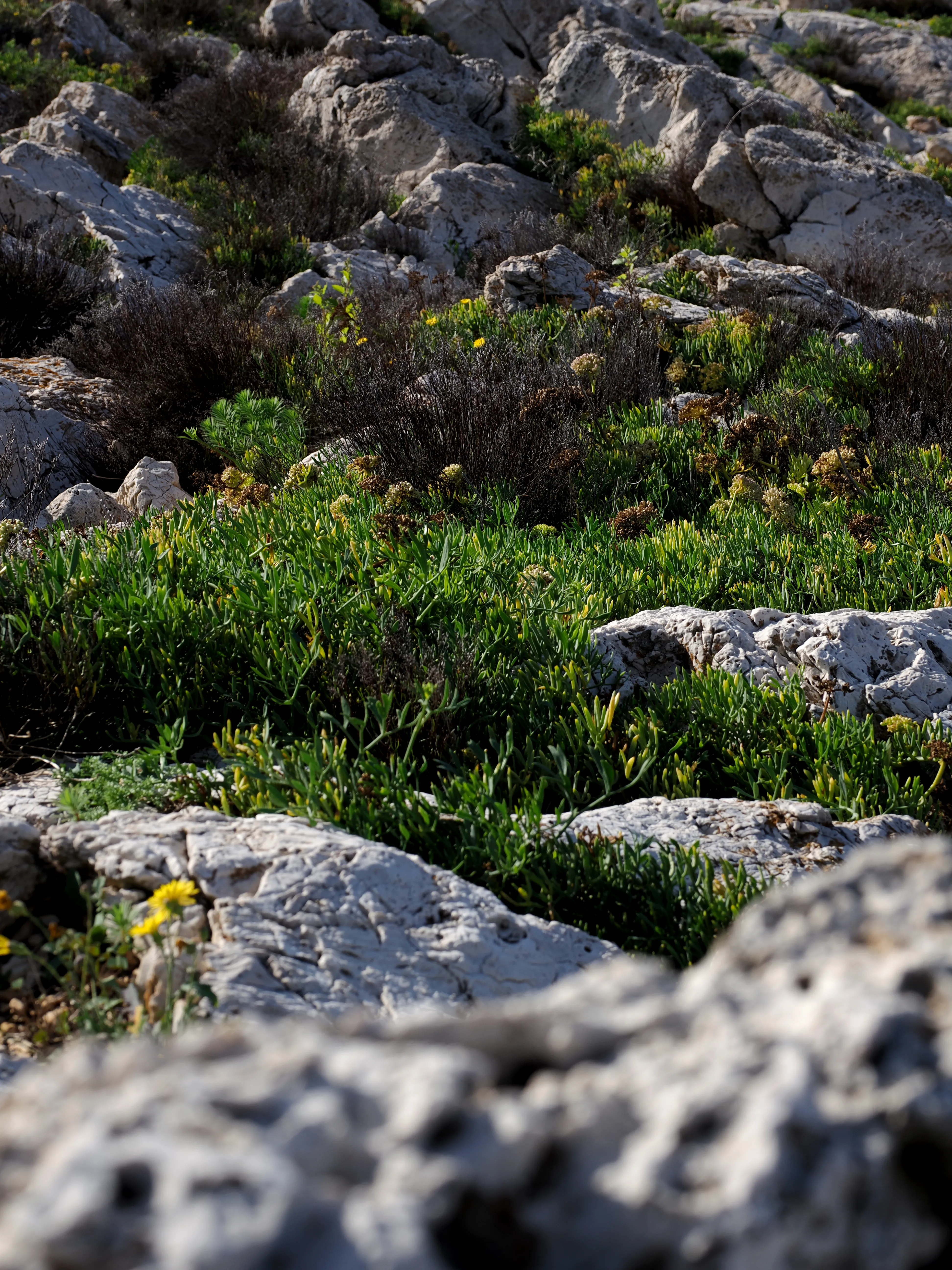 Sguardo a Levanzo. Fotografia del sentire