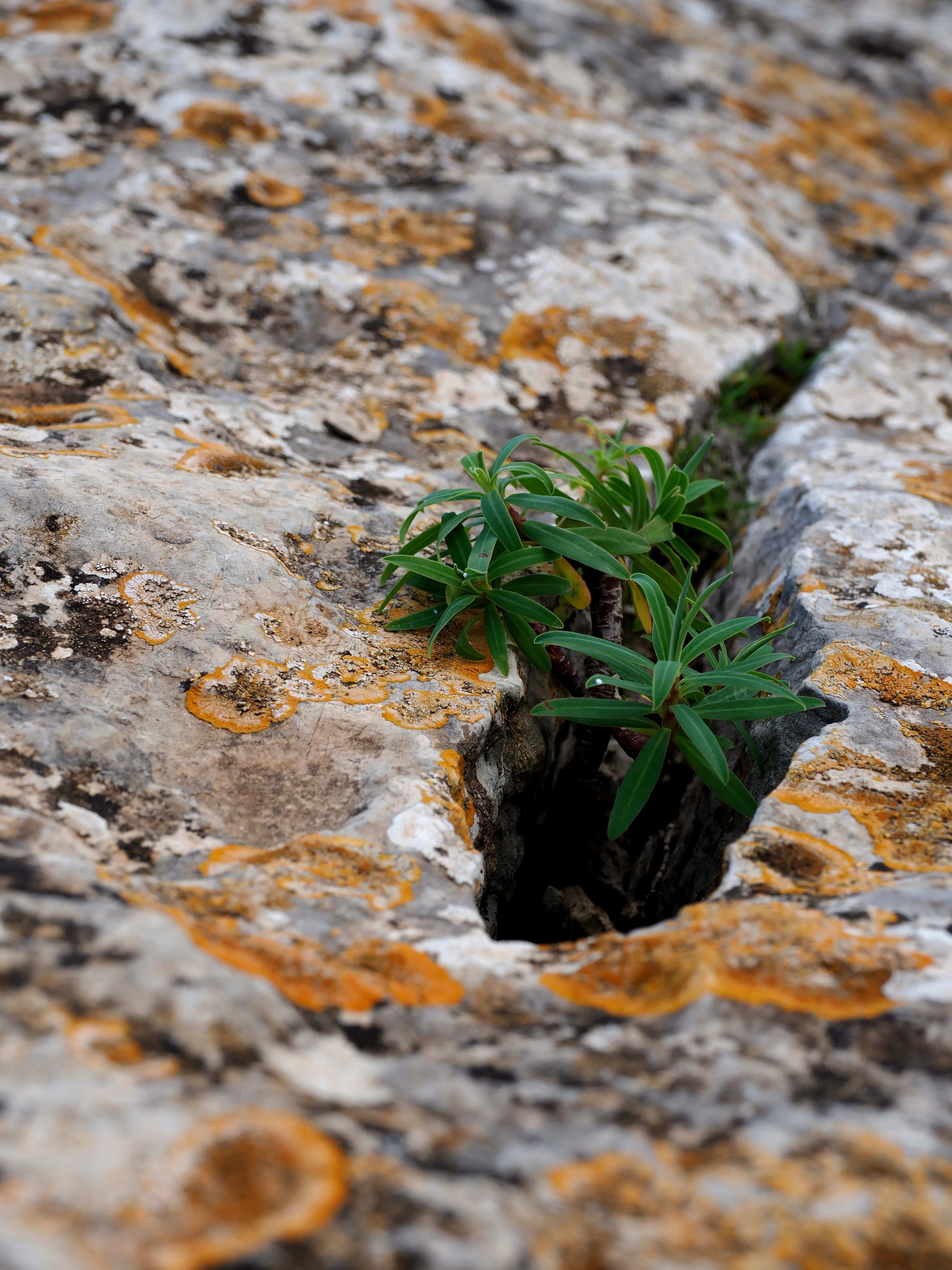 Respiro fiorito dell'autunno a Marettimo. Fotografia del sentire