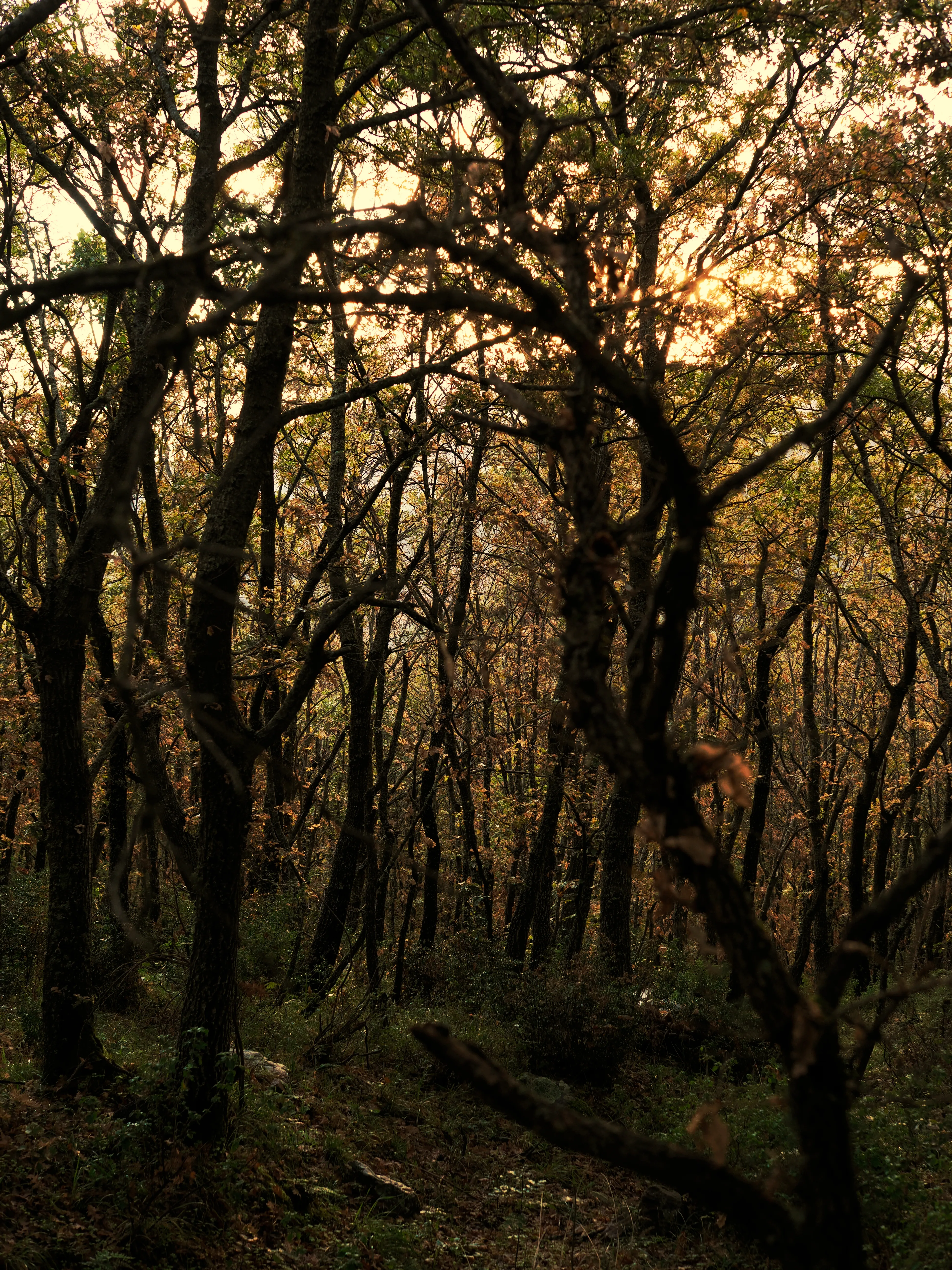 Nel bosco di cerri. La natura che insegna e cresce