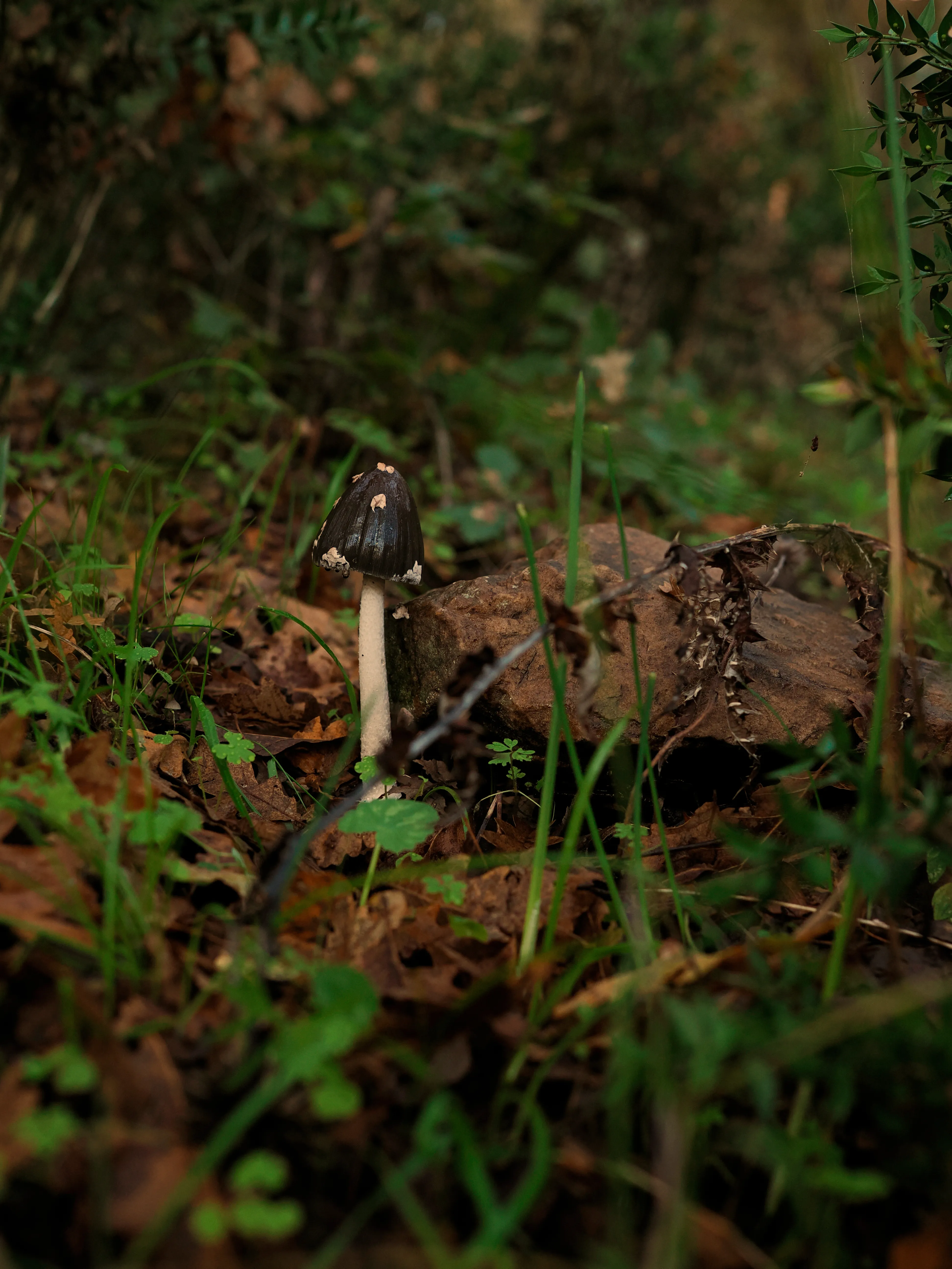 Nel bosco di cerri. La natura che insegna e cresce