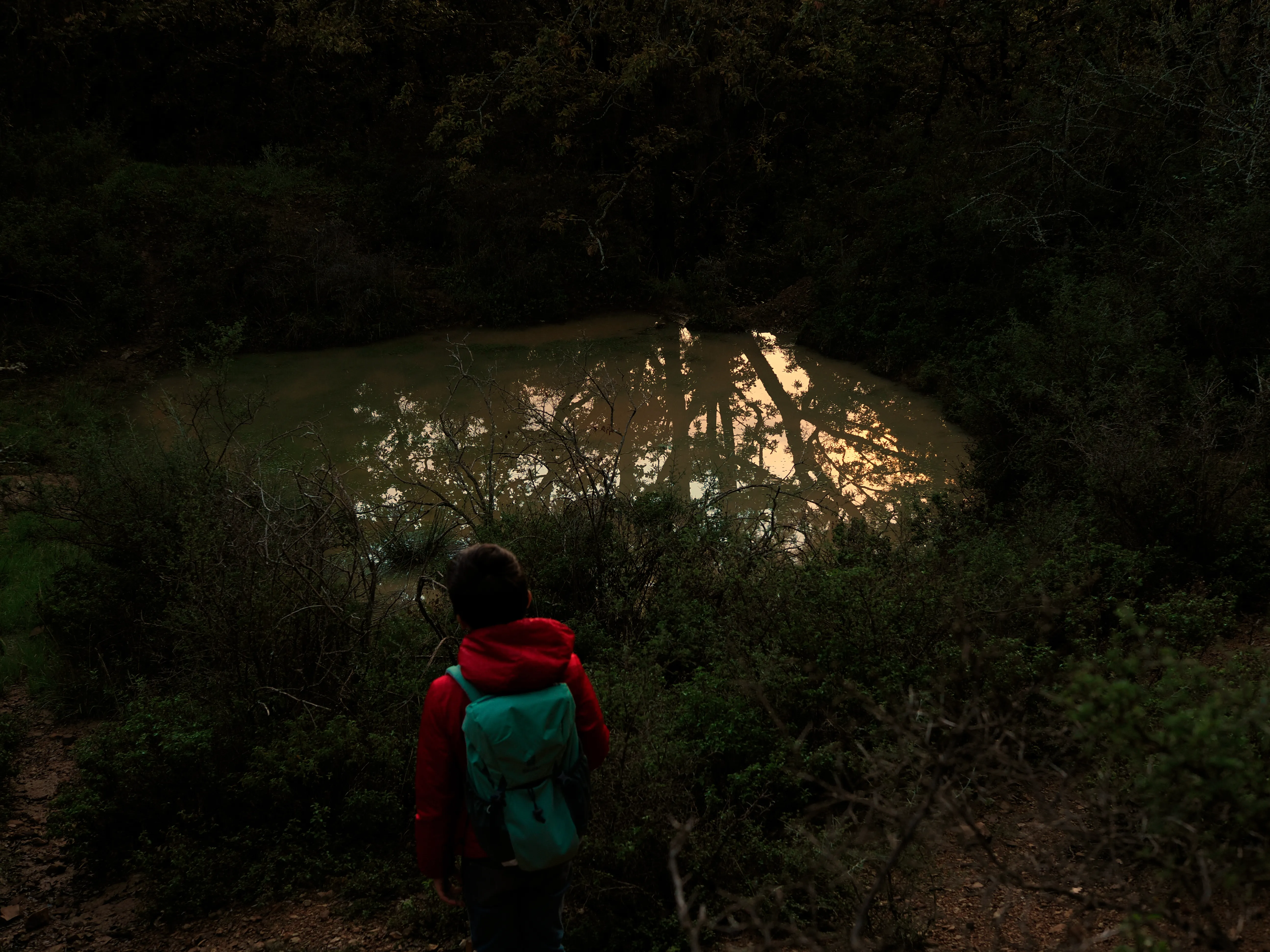 Nel bosco di cerri. La natura che insegna e cresce