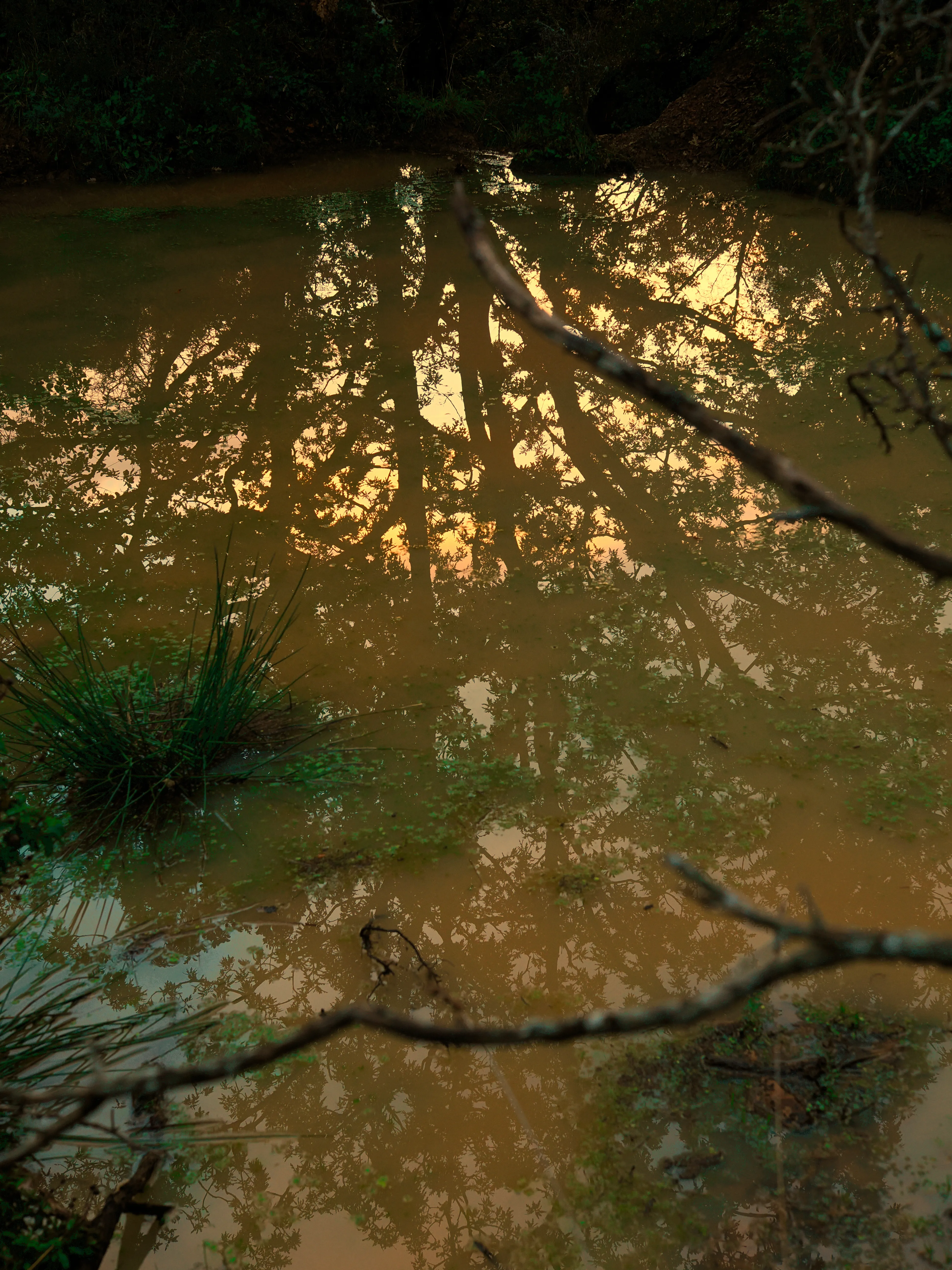 Nel bosco di cerri. La natura che insegna e cresce