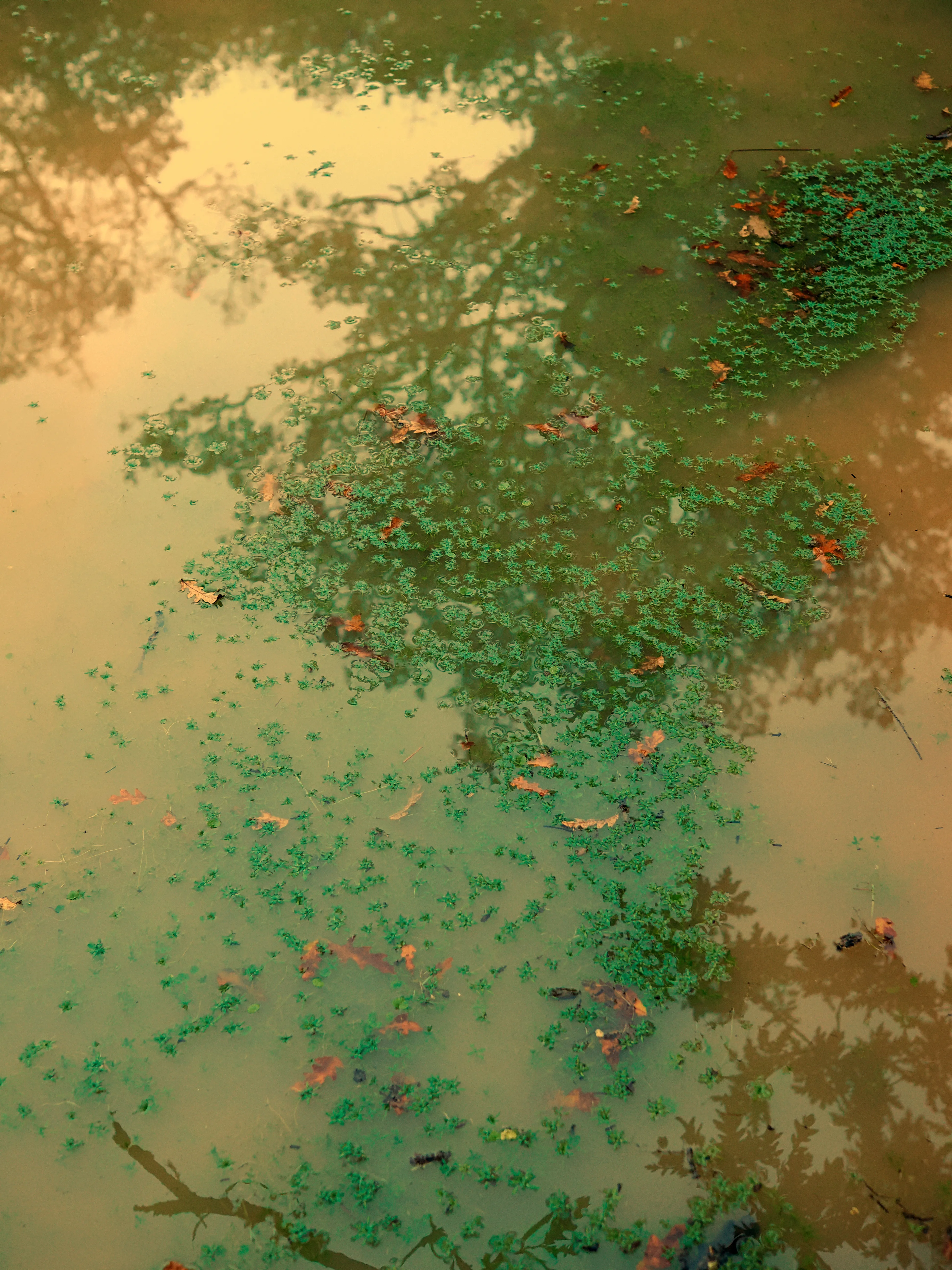 Nel bosco di cerri. La natura che insegna e cresce